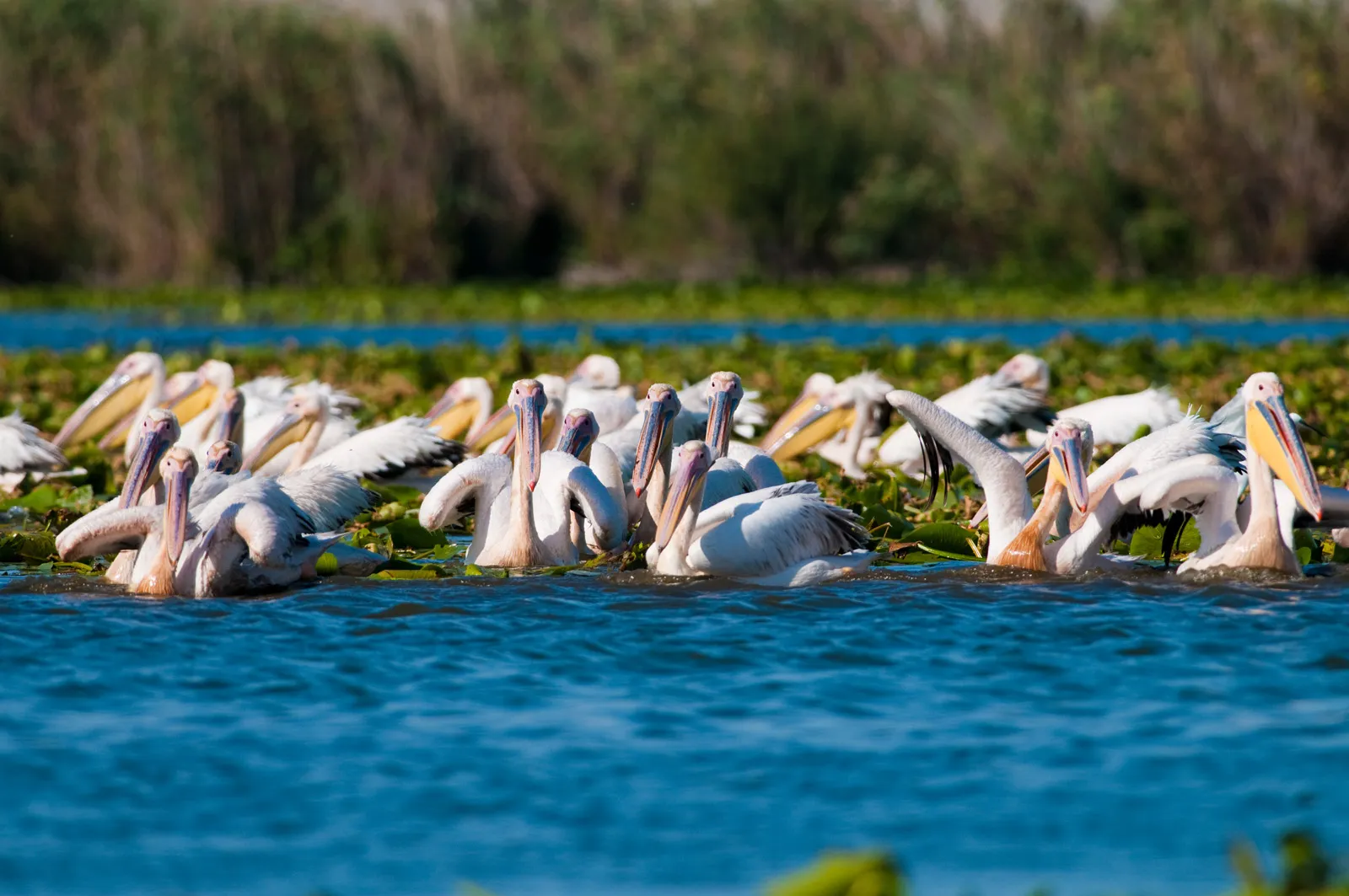 pelicans in the danube delta